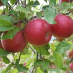 apples1